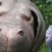 Giant pig movie Okja in Netflix and cinema controversy