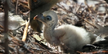 ‘An unbelievable sight’: Same-sex vulture couple hatches abandoned egg