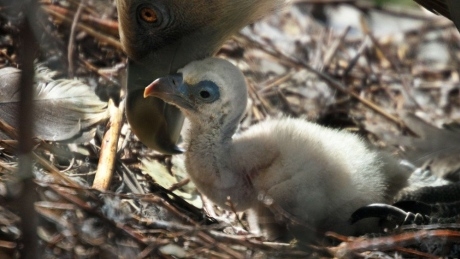 ‘An unbelievable sight’: Same-sex vulture couple hatches abandoned egg