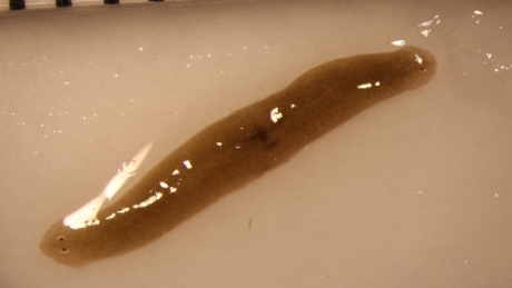 Scientists ‘extremely surprised’ after flatworm grows 2nd head in space