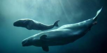 Nunavik beluga hunt quota gets bump, but it’s complicated