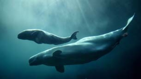 Nunavik beluga hunt quota gets bump, but it’s complicated