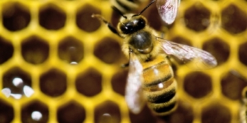 ‘Swirling tornado’ of 20,000 honeybees loose in Halifax, but don’t panic