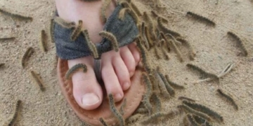 ‘Tell people not to panic’: Experts say Canada’s caterpillar and worm infestation will end