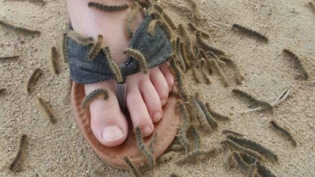 ‘Tell people not to panic’: Experts say Canada’s caterpillar and worm infestation will end