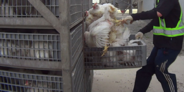 SPCA recommending animal cruelty charges after alleged chicken abuse in B.C.’s Fraser Valley