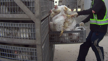SPCA recommending animal cruelty charges after alleged chicken abuse in B.C.’s Fraser Valley