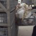 SPCA recommending animal cruelty charges after alleged chicken abuse in B.C.’s Fraser Valley