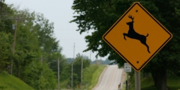 Going on a road trip?  Study shows how to reduce roadkill