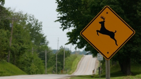Going on a road trip?  Study shows how to reduce roadkill