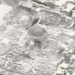 ISIS blows up historic Mosul mosque where it declared caliphate, Iraqi military says