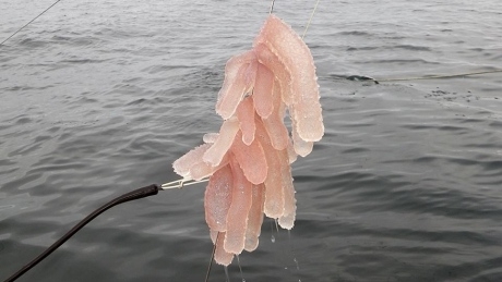 Millions of tropical sea creatures invade waters off B.C. coast