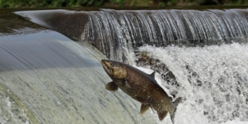 Patchy information leaves Canada unable to determine quality of watersheds