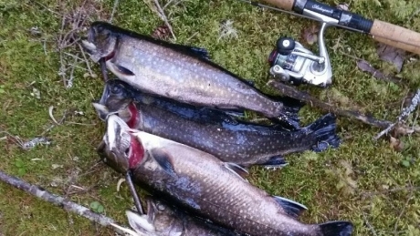 Trout gobbling up mice along Nova Scotia rivers