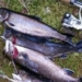 Trout gobbling up mice along Nova Scotia rivers