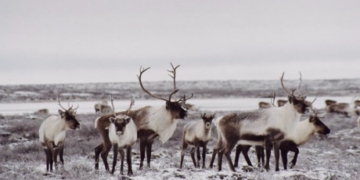 Federal gov’t announces plan to protect caribou after legal action taken