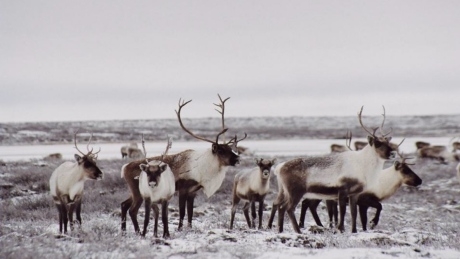 Federal gov’t announces plan to protect caribou after legal action taken