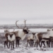 Federal gov’t announces plan to protect caribou after legal action taken