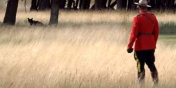 ‘It was very Canadian’: Mountie in red serge chases a bear out of town