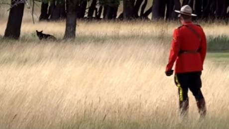 ‘It was very Canadian’: Mountie in red serge chases a bear out of town