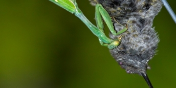 Murderous praying mantises can kill and eat small birds: study