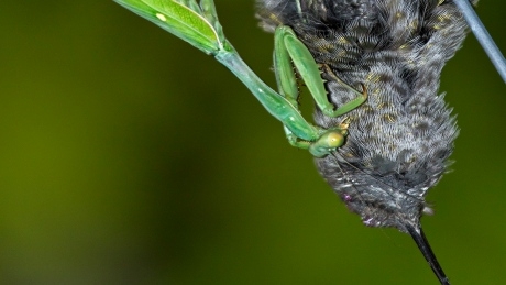 Murderous praying mantises can kill and eat small birds: study
