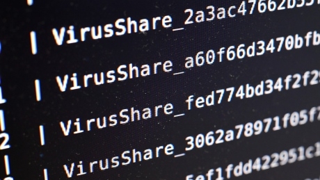 Why we keeping falling for online phishing scams and downloading viruses