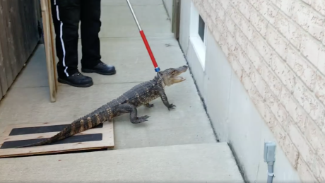 Hamilton girl mistakes alligator in yard for a pool toy