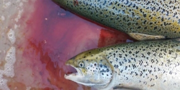 Cooke Aquaculture’s standards questioned after salmon escape near B.C.