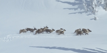 Forget wolf culls: researcher says more moose and deer hunting would help B.C. caribou