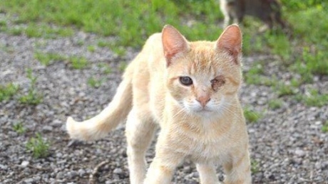 153 dead cats, 4 dead dogs found in Niagara area home, rescue group says