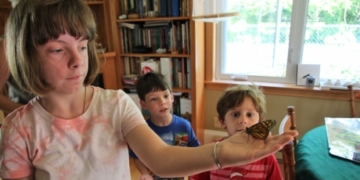 Raising monarch butterflies at home could drive up numbers, naturalist says
