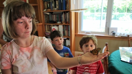 Raising monarch butterflies at home could drive up numbers, naturalist says