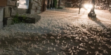 Fish fly takes Ontario town by storm during breeding season