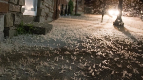 Fish fly takes Ontario town by storm during breeding season