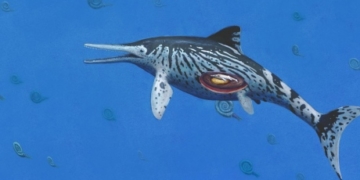 Scientists discover 200-million-year-old embryo in ichthyosaur fossil