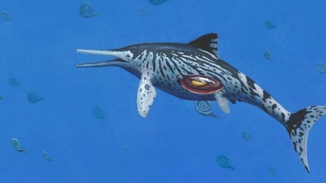 Scientists discover 200-million-year-old embryo in ichthyosaur fossil
