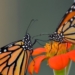 Monarchs make the most of a mild summer, biologist says
