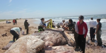 Fisheries Minister Dominic LeBlanc to address North Atlantic right whale deaths