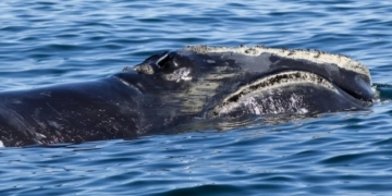Federal action to protect right whales encouraging, say environmental groups