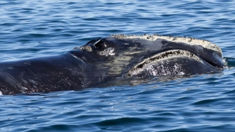Federal action to protect right whales encouraging, say environmental groups