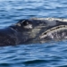Federal action to protect right whales encouraging, say environmental groups