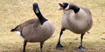 Canada geese used to feed D.C. homeless