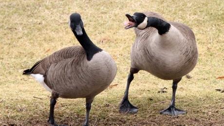 Canada geese used to feed D.C. homeless