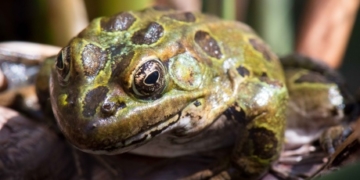 Spot a frog, send an email, save a species?