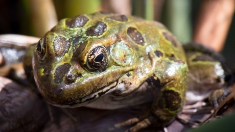 Spot a frog, send an email, save a species?