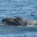 Latest distressed whale may have escaped fishing ropes on its own