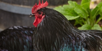 Roosters run wild in Sooke neighbourhood, evading capture for 10 days