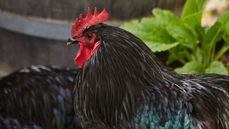 Roosters run wild in Sooke neighbourhood, evading capture for 10 days