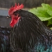 Roosters run wild in Sooke neighbourhood, evading capture for 10 days